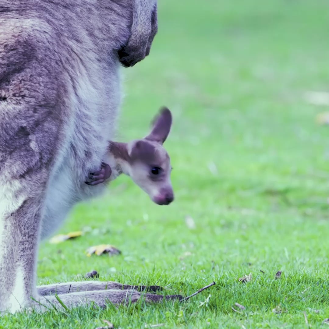 Skippy